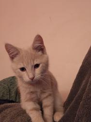Lost Female Cat last seen Durhamtree  and closterwood, Louisville, KY 40229