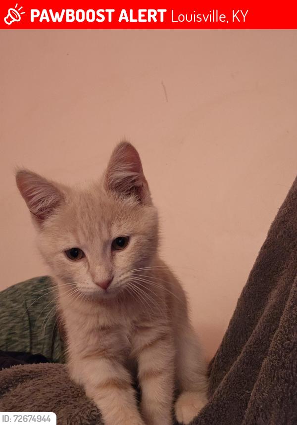 Lost Female Cat last seen Durhamtree  and closterwood, Louisville, KY 40229