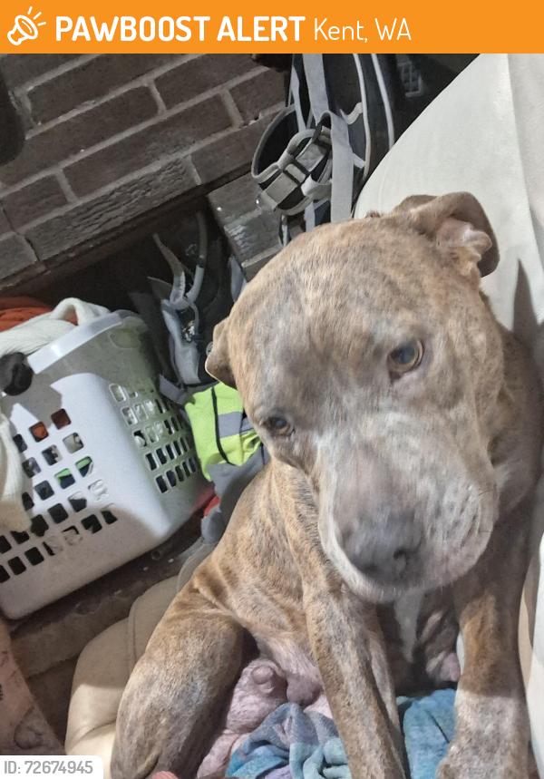 Found/Stray Female Dog last seen Kent v station, Kent, WA 98032