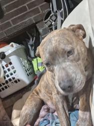 Found/Stray Female Dog last seen Kent v station, Kent, WA 98032