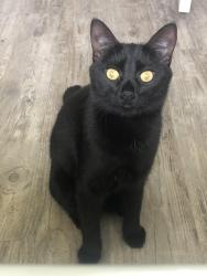 Lost Female Cat last seen Turkey Creek Golf Course, Alachua, FL 32615