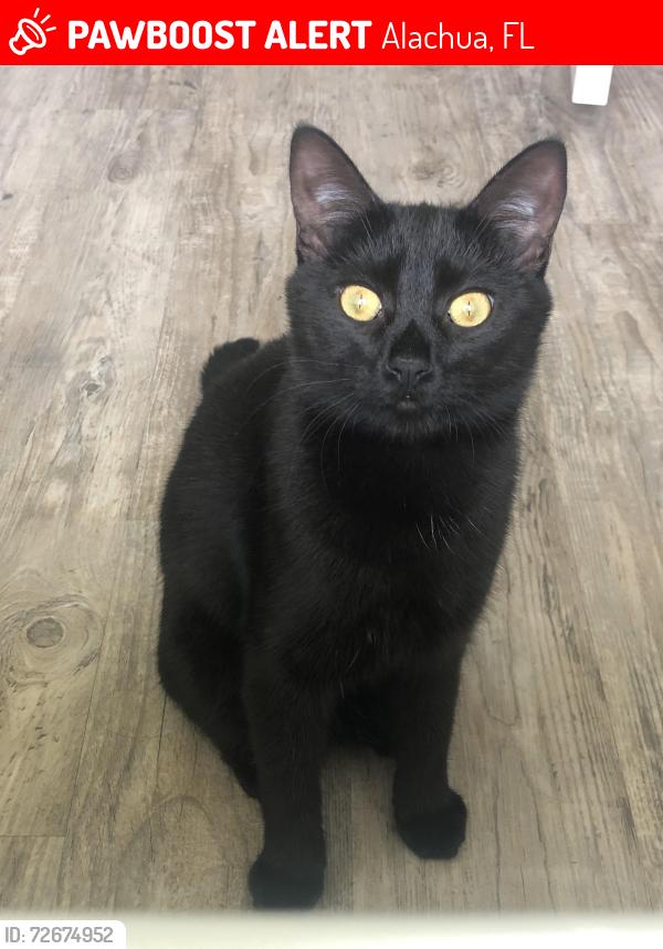 Lost Female Cat last seen Turkey Creek Golf Course, Alachua, FL 32615