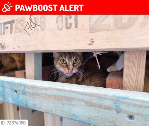 Lost Female Cat last seen Hornsby Heights, Hornsby Heights, NSW 2077