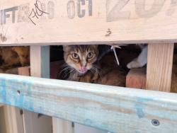Lost Female Cat last seen Hornsby Heights, Hornsby Heights, NSW 2077