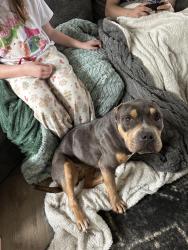 Found/Stray Female Dog last seen Hope church, Stoneville, NC 27048