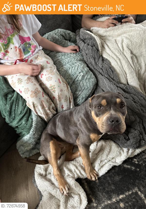 Found/Stray Female Dog last seen Hope church, Stoneville, NC 27048