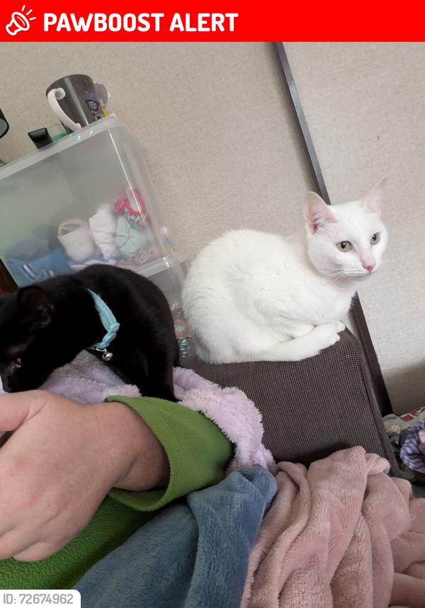 Lost Female Cat last seen Lowe Street and Church Street, Mount Kuring-gai, NSW 2080