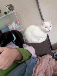 Lost Female Cat last seen Lowe Street and Church Street, Mount Kuring-gai, NSW 2080