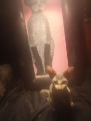 Lost Male Cat last seen Croomacoochee community center and park, Webster, FL 33597