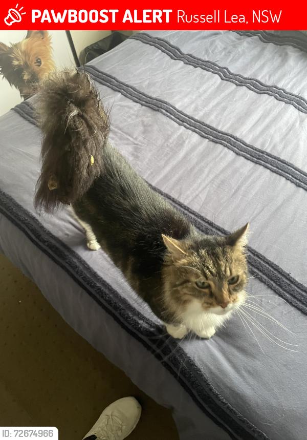 Lost Male Cat last seen Lea Avenue, Russell Lea, Russell Lea, NSW 2046