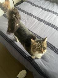Lost Male Cat last seen Lea Avenue, Russell Lea, Russell Lea, NSW 2046