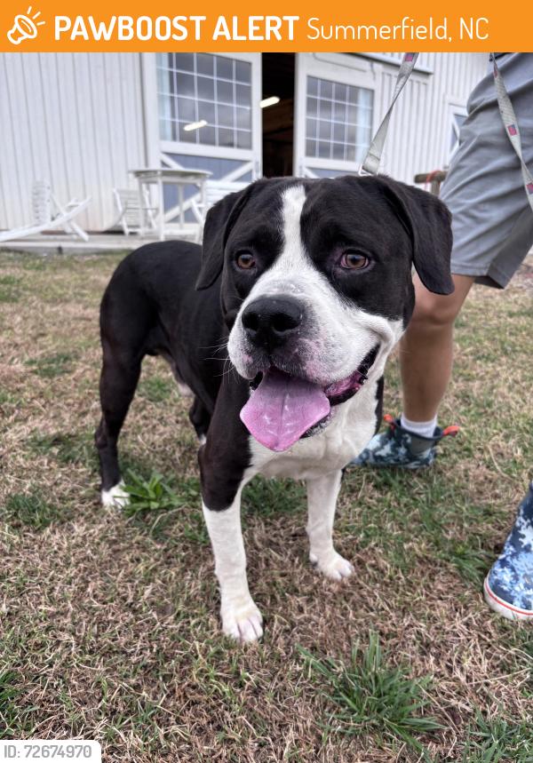 Found/Stray Male Dog last seen Bronco Lane and Hwy 150, Summerfield, NC 27358