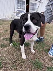 Found/Stray Male Dog last seen Bronco Lane and Hwy 150, Summerfield, NC 27358