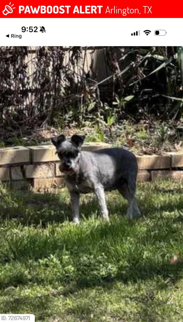 Lost Female Dog last seen Collins y park row, Arlington, TX 76010