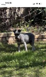 Lost Female Dog last seen Collins y park row, Arlington, TX 76010