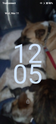 Lost Male Dog last seen North end of Brighton park, Seattle, WA 98118