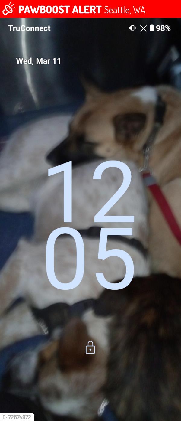 Lost Male Dog last seen North end of Brighton park, Seattle, WA 98118
