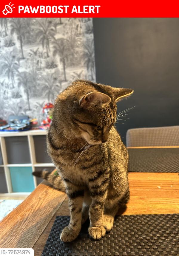 Lost Female Cat last seen Fallowfield. , Fallowfield, England M14 6PX