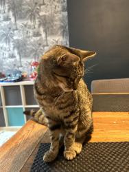 Lost Female Cat last seen Fallowfield. , Fallowfield, England M14 6PX