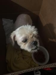 Found/Stray Male Dog last seen Tahiti Ln, Fort Worth, TX 76123