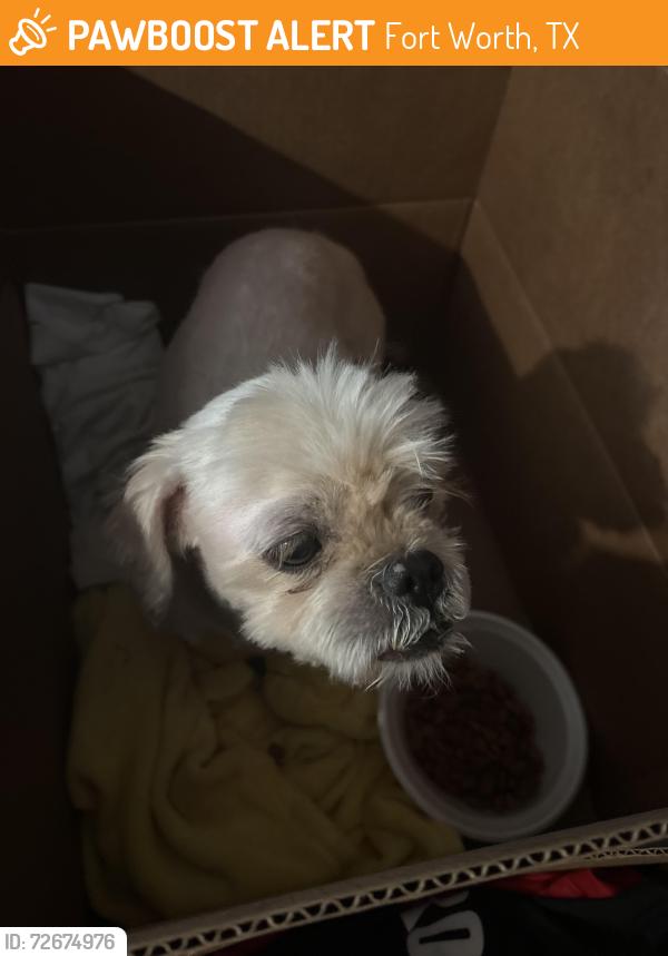 Found/Stray Male Dog last seen Tahiti Ln, Fort Worth, TX 76123