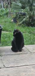 Found/Stray Male Cat last seen Haigville Gardens IG6 1JL , Ilford, England 