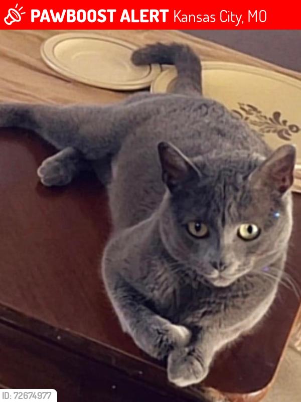 Lost Female Cat last seen Walgreens on bannister , Kansas City, MO 64134