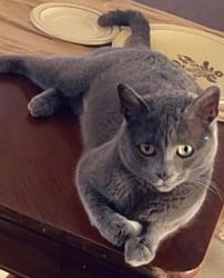 Lost Female Cat last seen Walgreens on bannister , Kansas City, MO 64134