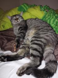 Lost Male Cat last seen Near west and Bingham , West Jordan, UT 84088