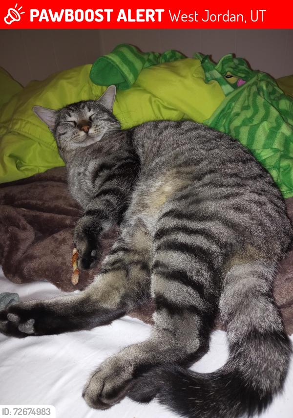 Lost Male Cat last seen Near west and Bingham , West Jordan, UT 84088