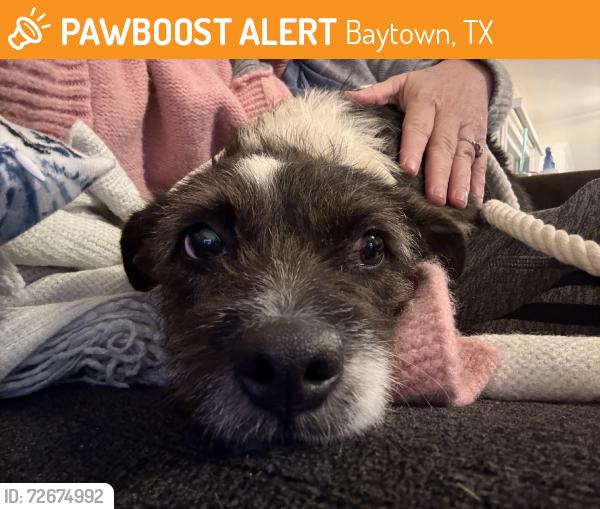Found/Stray Female Dog last seen Unsure. Just moved here, Baytown, TX 77520