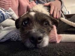 Found/Stray Female Dog last seen Unsure. Just moved here, Baytown, TX 77520