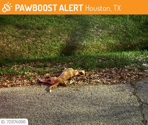 Found/Stray Unknown Dog last seen Fondren and Richmond St. , Houston, TX 77063