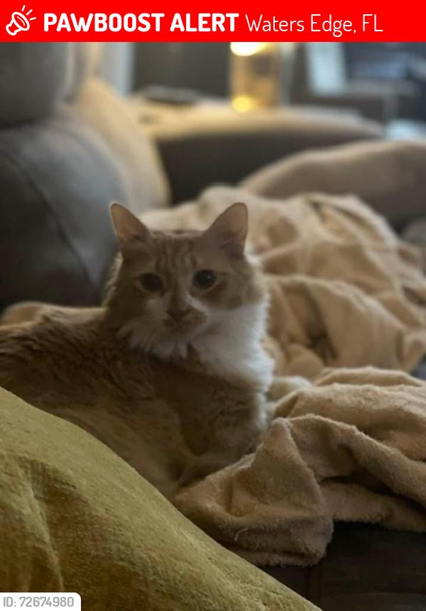 Lost Male Cat last seen Creedmoor and Slidel corner , Waters Edge, FL 34654