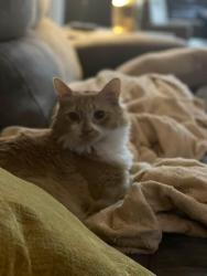 Lost Male Cat last seen Creedmoor and Slidel corner , Waters Edge, FL 34654