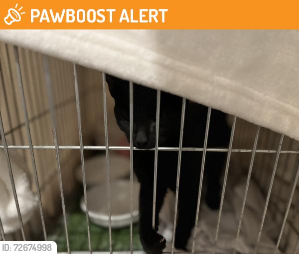 Found/Stray Unknown Cat last seen Duff road , Penn Hills Township, PA 15235