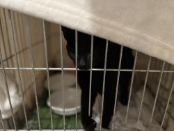 Found/Stray Unknown Cat last seen Duff road , Penn Hills Township, PA 15235