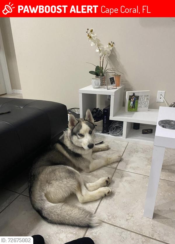 Lost Male Dog last seen Santa Barbara and Diplomat NE side , Cape Coral, FL 33909