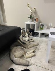 Lost Male Dog last seen Santa Barbara and Diplomat NE side , Cape Coral, FL 33909