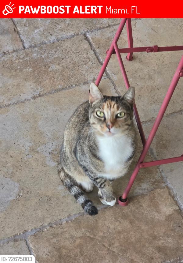 Lost Female Cat last seen Near sw 136 ct, Miami, FL 33175