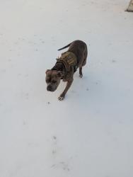 Lost Female Dog last seen Near , Johnson County, TX 76031