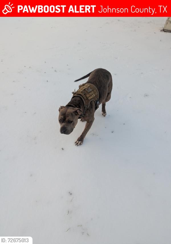 Lost Female Dog last seen Near , Johnson County, TX 76031