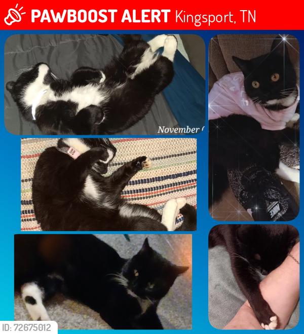 Lost Female Cat last seen Near Sullivan heights middle school  Moreland dr, Kingsport, TN 37664