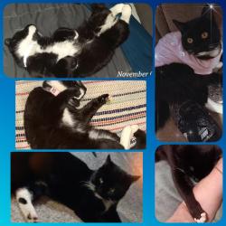Lost Female Cat last seen Near Sullivan heights middle school  Moreland dr, Kingsport, TN 37664