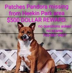 Lost Female Dog last seen 12th and Blaine , Muncie, IN 47302