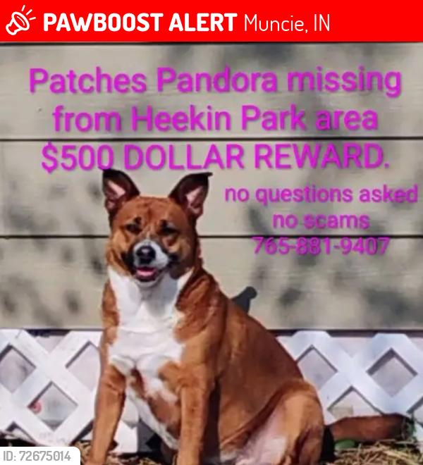 Lost Female Dog last seen 12th and Blaine , Muncie, IN 47302