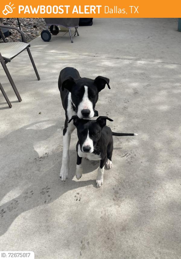 Found/Stray Unknown Dog last seen Marsh and forest, Dallas, TX 75229