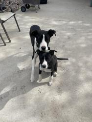 Found/Stray Unknown Dog last seen Marsh and forest, Dallas, TX 75229