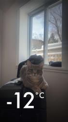 Lost Male Cat last seen Parc rogers , Brossard, QC J4X 1C9