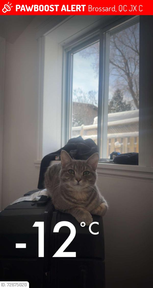 Lost Male Cat last seen Parc rogers , Brossard, QC J4X 1C9